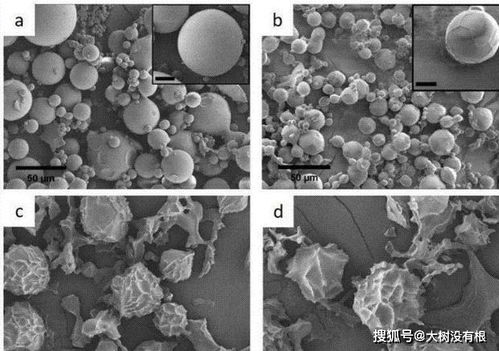 骨灰的化學(xué)本質(zhì)與時(shí)間演變 從有機(jī)物到無機(jī)物的轉(zhuǎn)化